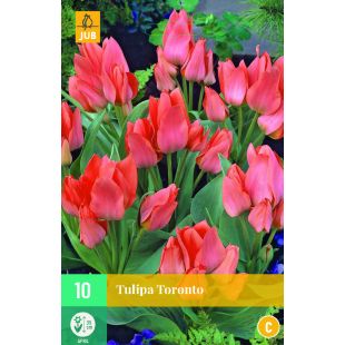 Tulipa Toronto - 10 bloembollen