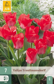 Tulipa Trauttmansdorff - 7 bloembollen