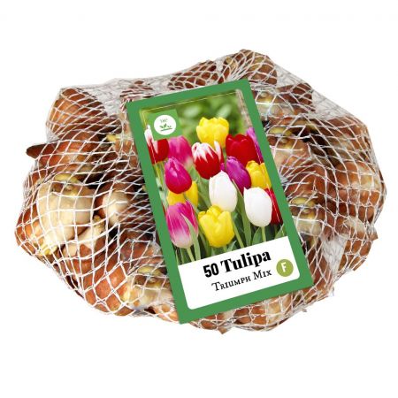 Tulipa Triumph Mix - 50 bloembollen