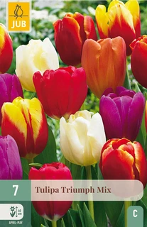 Tulipa Triumph Mix - 7 bloembollen