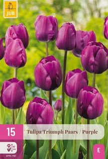 Tulipa Triumph Paars - 15 bloembollen