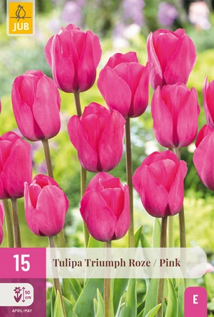 Tulipa Triumph Roze 11/12 cm – robuuste roze tulpen voor voorjaarstuin