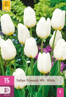 Tulipa Triumph Wit - 15 bloembollen