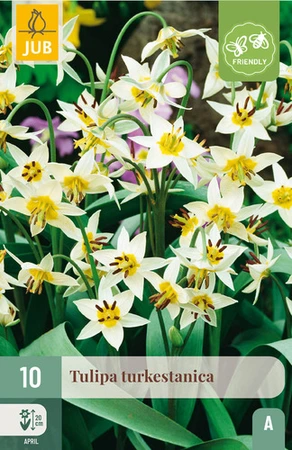 Tulipa Turkestanica - 10 bloembollen