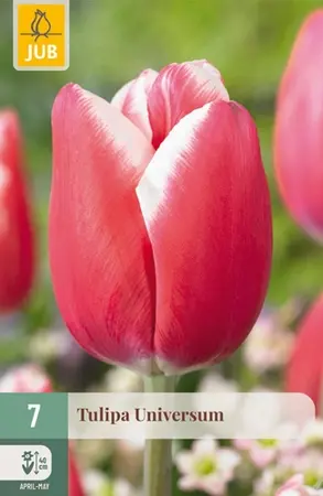 Tulipa Universum - 7 bloembollen