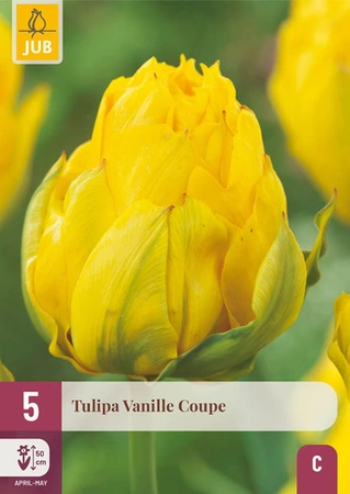 Tulipa Vanille Coupe