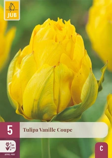 Tulipa Vanille Coupe