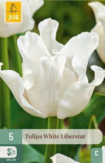Tulipa White Liberstar - 5 bloembollen