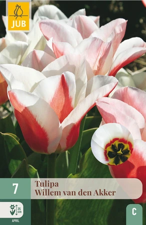 Tulipa Willem Van Den Akker - 7 bloembollen