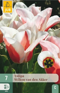 Tulipa Willem Van Den Akker - 7 bloembollen