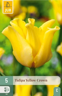 Tulipa Yellow Crown - 5 bloembollen