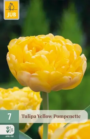 Tulipa Yellow Pompenette - 7 bloembollen