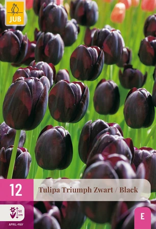 Tulipa Zwart - 12 bloembollen