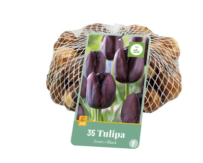 Tulipa Zwart - 35 bloembollen