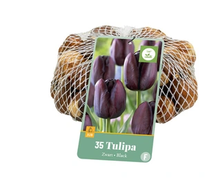 Tulipa Zwart - 35 bloembollen