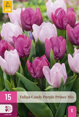 Tulpen Candy Purple Prince Mix - 15 bloembollen