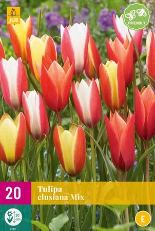 Tulipa Clusiana Mix