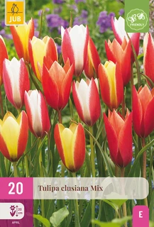 Tulipa Clusiana Mix