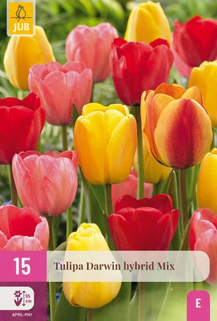 Tulpen Darwin Hybride Mix - 15 bloembollen
