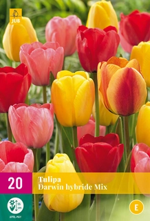 Tulpen Darwin Hybride Mix - 20 bloembollen