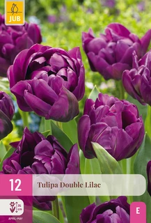 Tulipa Double Lilac