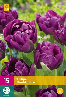 Tulipa Double Lilac