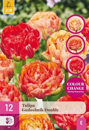 Tulipa Gudoshnik Double