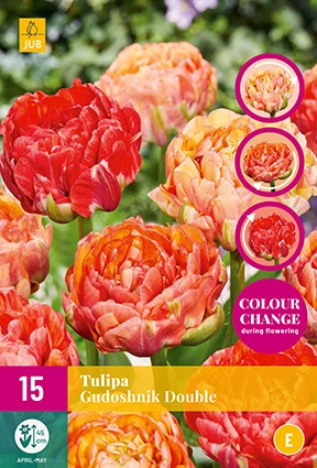 Tulipa Gudoshnik Double