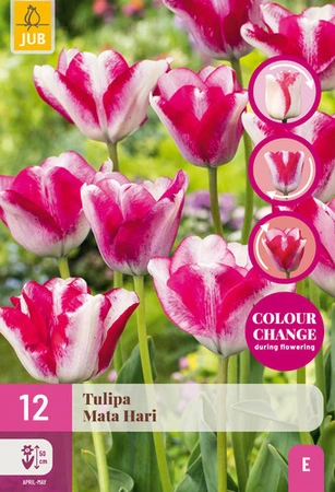 Tulipa Mata Hari