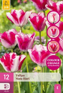 Tulipa Mata Hari