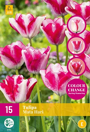 Tulipa Mata Hari