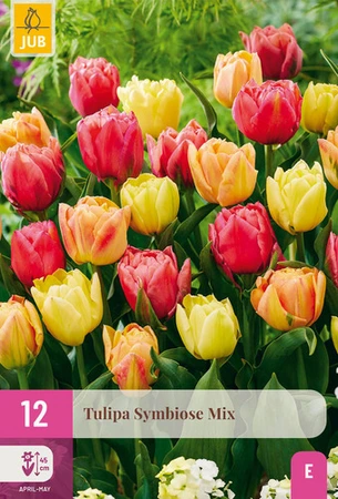 Tulpen Symbiose Mix - 12 bloembollen