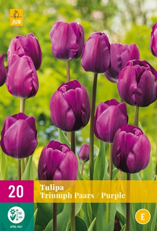 Tulipa Triumph Paars - 20 bloembollen