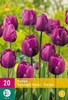 Tulipa Triumph Paars - 20 bloembollen