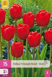 Tulpen Triumph Rood - 15 bloembollen