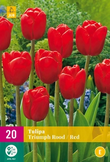 Tulpen Triumph Rood - 20 bloembollen