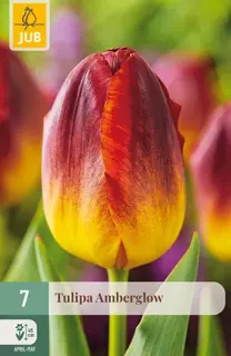 Tulpenbollen Amberglow - 7 stuks