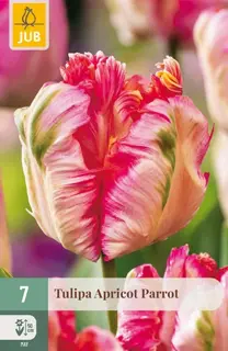 Tulipa Apricot Parrot - 7 bloembollen