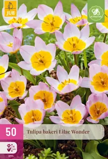 Tulipa Bakeri Lilac Wonder