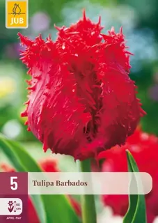 Tulpenbollen Barbados - 5 stuks