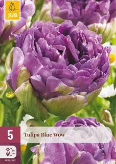 Tulpenbollen Blue Wow - 5 stuks