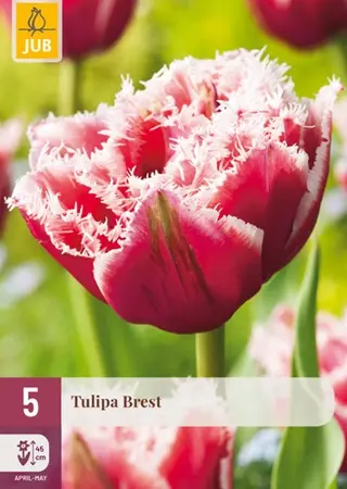 Tulpenbollen Brest - 5 stuks