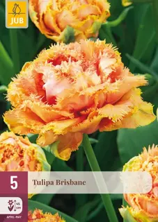 Tulpenbollen Brisbane - 5 stuks