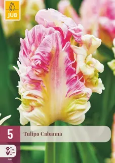 Tulpenbollen Cabanna - 5 stuks