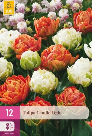 Tulpenbollen Candle Light - 12 stuks