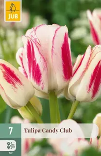 Tulpenbollen Candy Club - 7 stuks