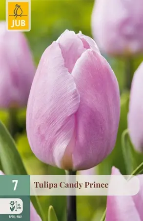 Tulpenbollen Candy Prince - 7 stuks