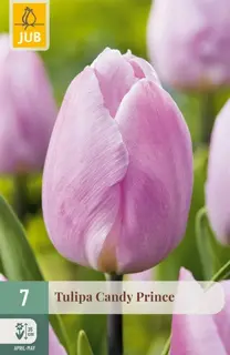 Tulpenbollen Candy Prince - 7 stuks