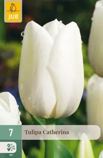Tulpenbollen Tulipa Catherina - 7 stuks