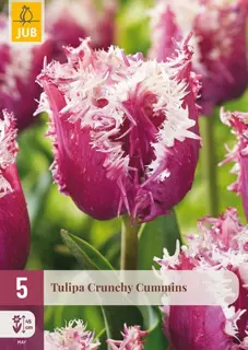 Tulpenbollen Crunchy Cummins - 5 stuks